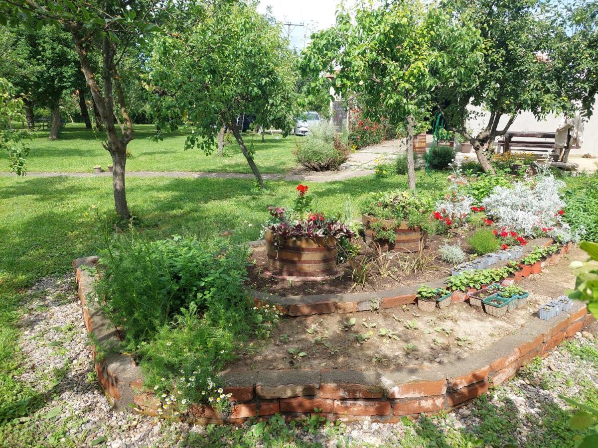 Apartmani Petkovic 226 Velika Drenova Zewnętrze zdjęcie