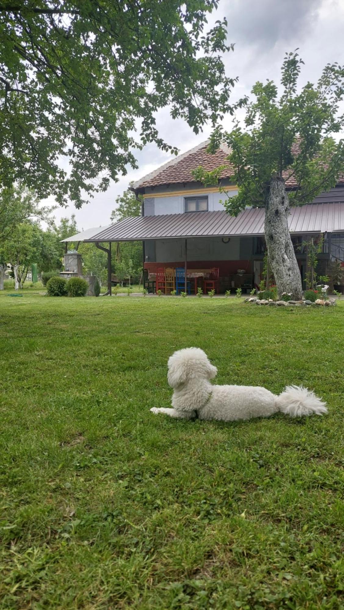 Apartmani Petkovic 226 Velika Drenova Zewnętrze zdjęcie